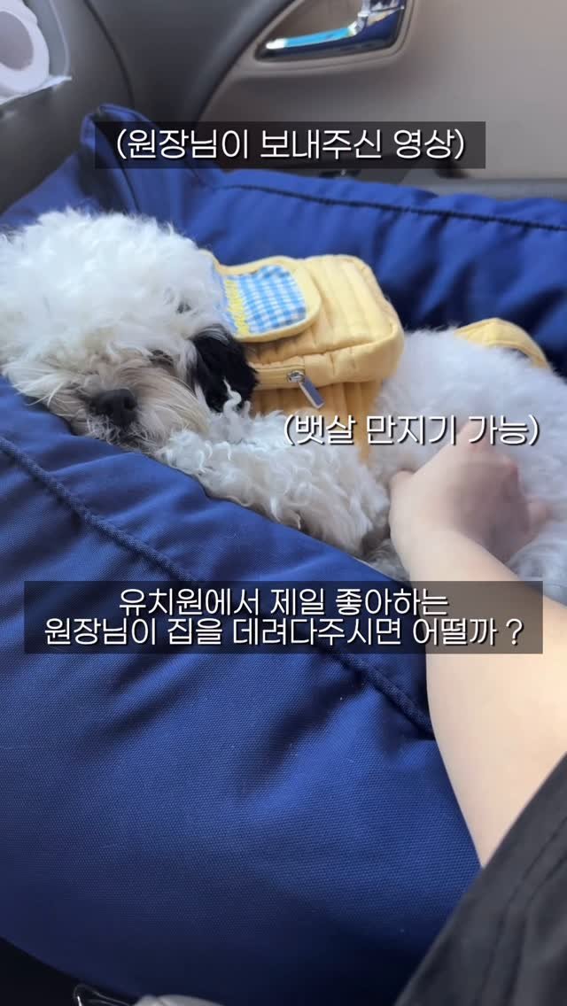 pochaacccoo 게시물 이미지: 우리 사랑은 유치원까지인걸로 해요 .... ⭐
•
•
•
#시츄 #말티푸 #푸들...