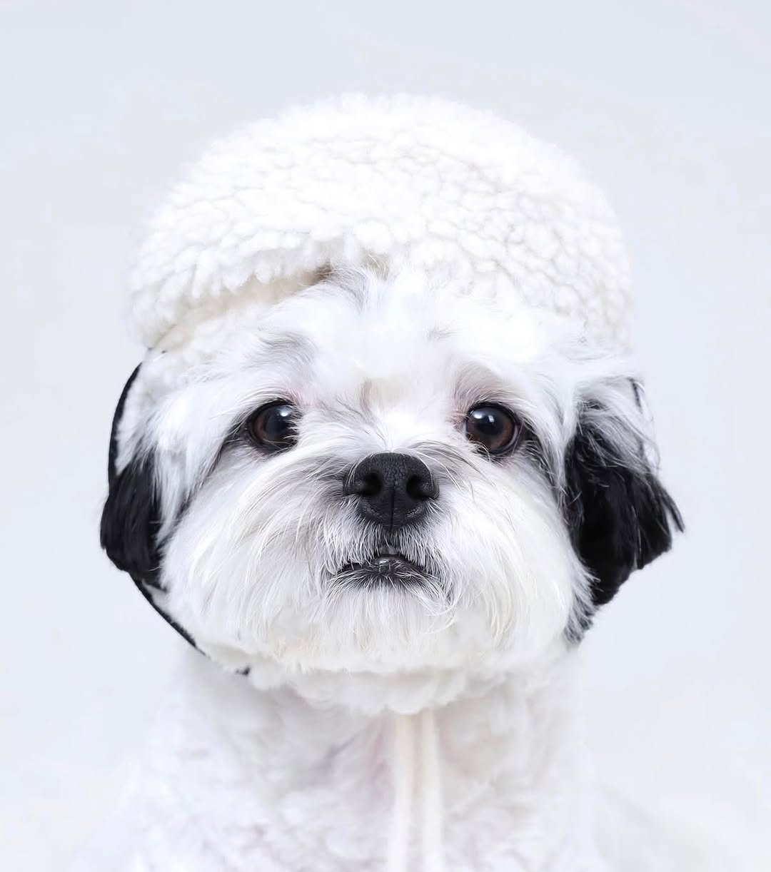 Photo shared by 포차코 on February 01, 2026 tagging @kakao.today. May be an image of Pekinese, Maltese, beret, fur and text.