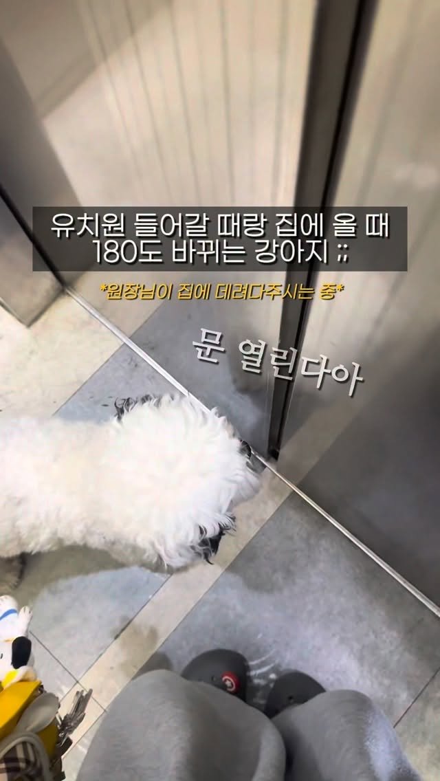 pochaacccoo 게시물 이미지: 유치원 안과 밖이 다른 강아지 ;;;;;; 🚨🙄💦
차코는 하원 때 원장님이 매번...