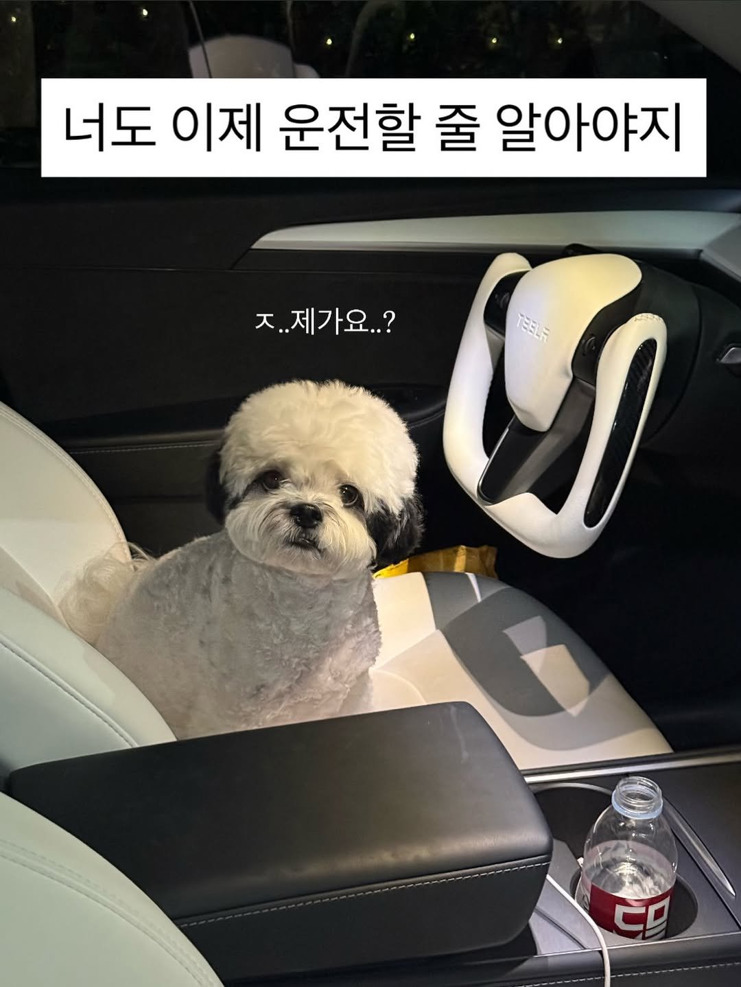 pochaacccoo 게시물 이미지: ㅈ..저요 ..? 저를 뭘 믿고 .....

#운전하는강아지 #밈 #짤 #tesla