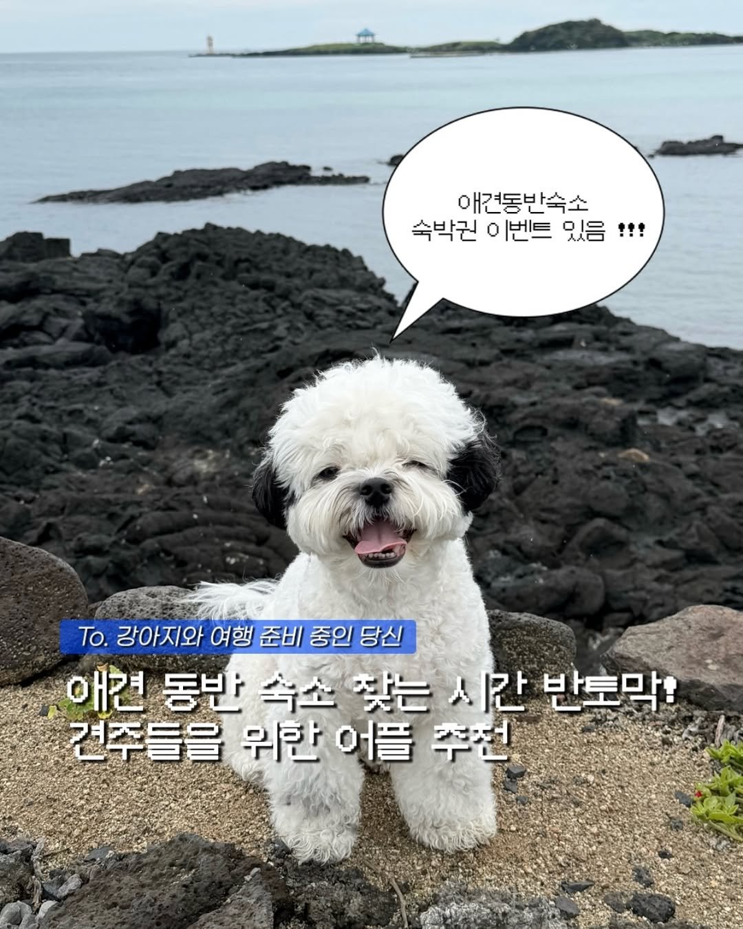 pochaacccoo 게시물 이미지: 🏡애견동반숙소 숙박권 드려요🏡

여름휴가 준비 중인 댕댕이 손 ~! 🙋🏻
굳이...