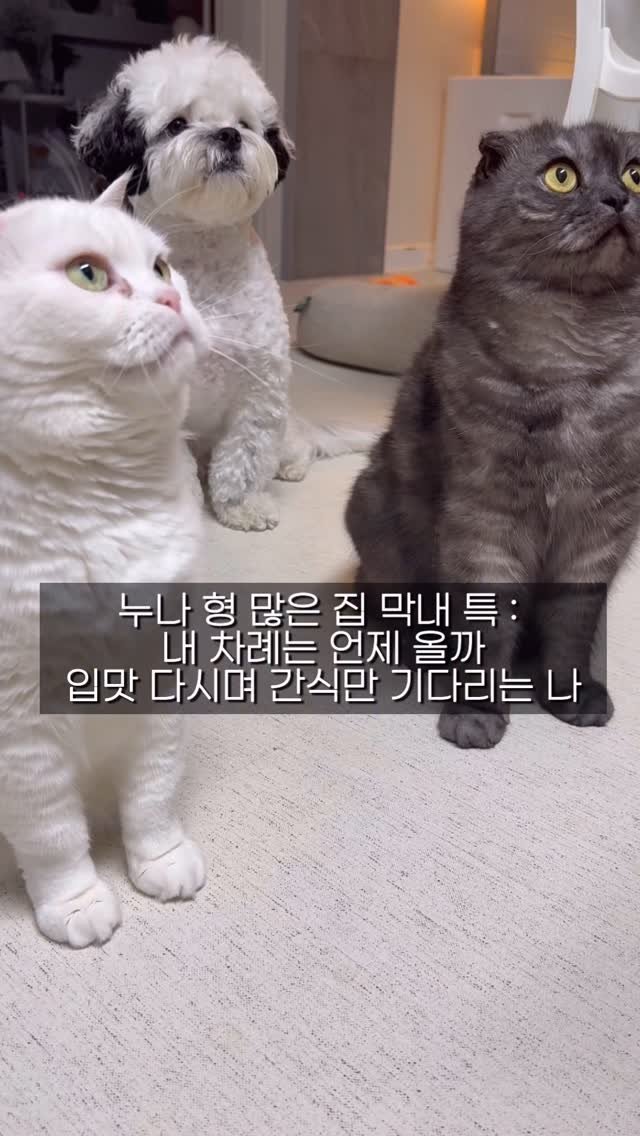 pochaacccoo 게시물 이미지: 우리집 3남매의 간식 먹는 법 👅 츄베릅 .. 
그래도 누구하나 먼저 달라고...