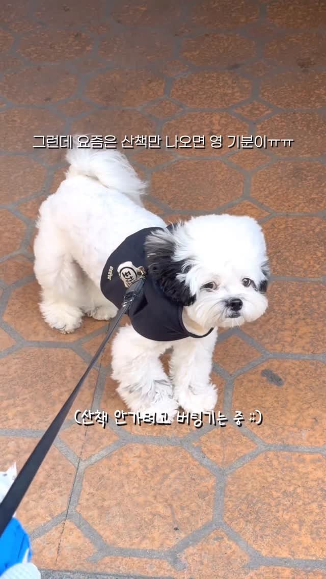 pochaacccoo 게시물 이미지: #광고 실외배변 강쥐에게 꼭 !!!! 필요한 것 ☝🏻✨
🏷...