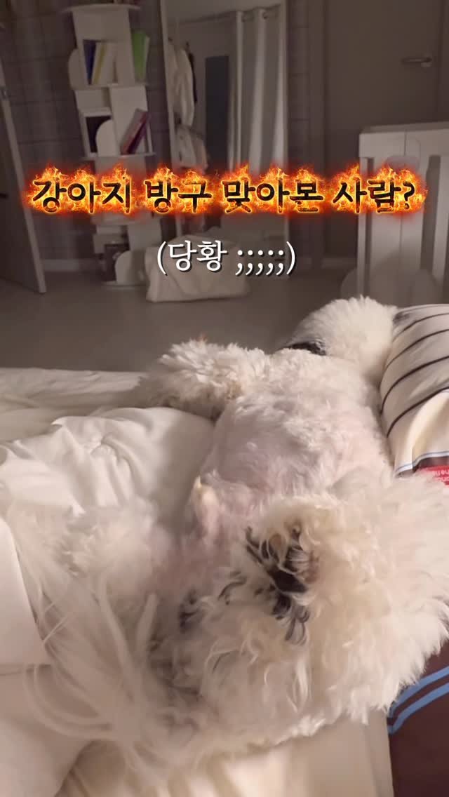 pochaacccoo 게시물 이미지: 불미스러운 일이 있었던 밤

#포차코 #pochacco #강아지 #릴스 #reels