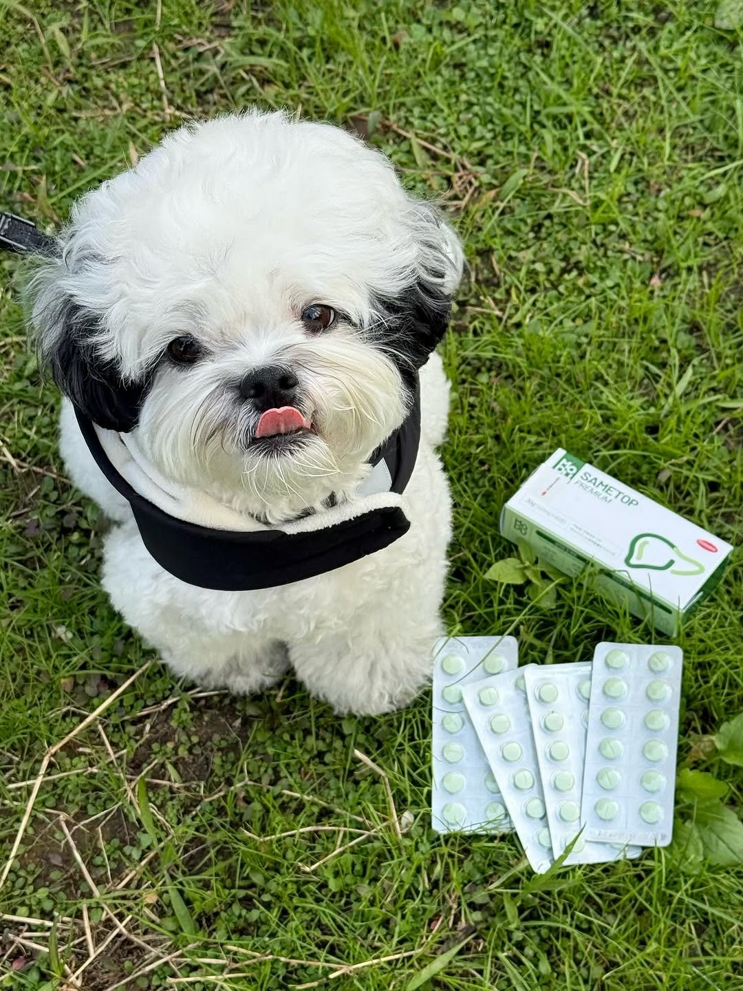 Photo shared by 포차코 on October 29, 2025 tagging @cruisepet.official. May be an image of dog, medicine, petfood and text.