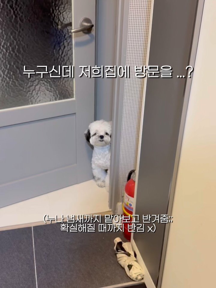 pochaacccoo 게시물 이미지: 집에 들어오는 사람이 누나밖에 없어도 끊임없이 의심할 것.