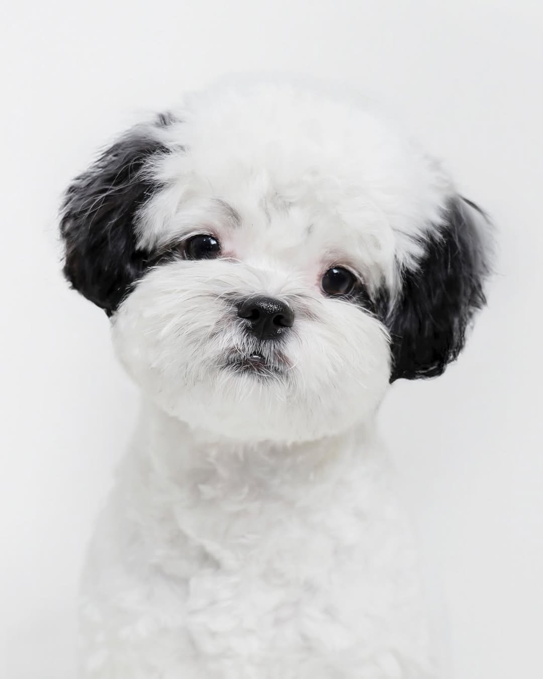 pochaacccoo 게시물 이미지: 여친구함 (8개월,무직,포차코)