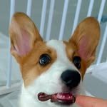 ruchi_the_corgi 프로필 사진