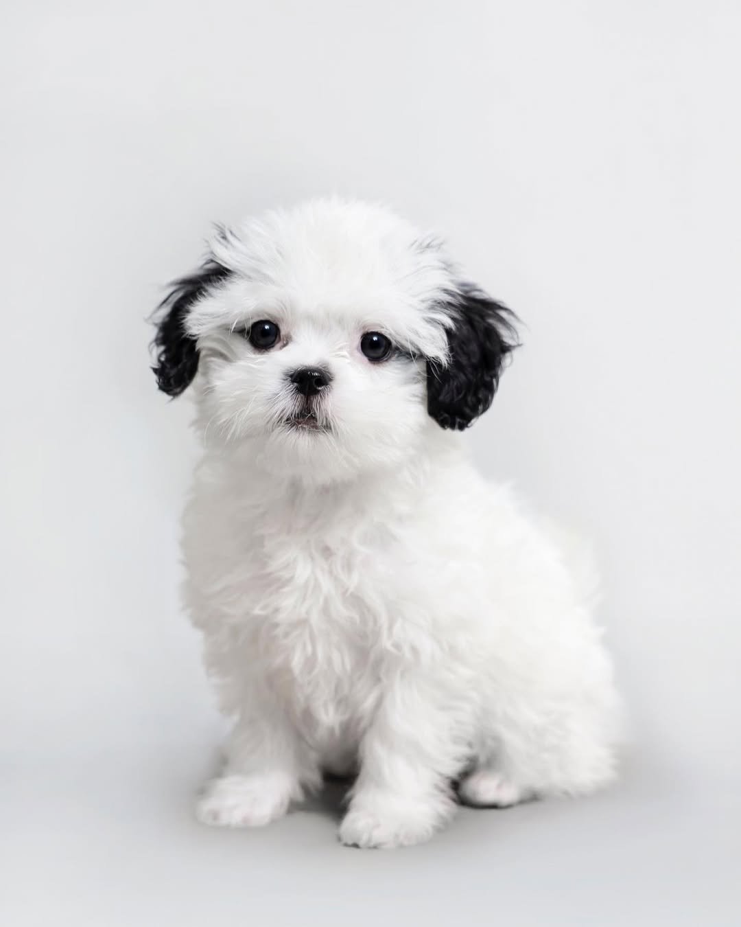 Photo shared by 포차코 on October 06, 2023 tagging @oldmoon_studio_, and @oldmoonstudio_ce.