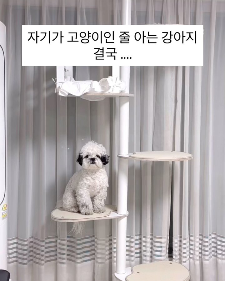 pochaacccoo 게시물 이미지: 오늘 운동 많이 된다 정말로 🫶🏻

#운동많이된다 #포차코 #강아지 #캣타워 #일상