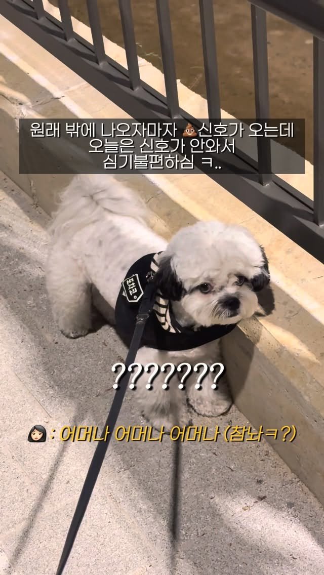 pochaacccoo 게시물 이미지: 식욕은 많은데 배는 자주 아픈 강아지 ㅋ.. 🥵 #광고 
혹시 차코처럼 먹을건 너무...