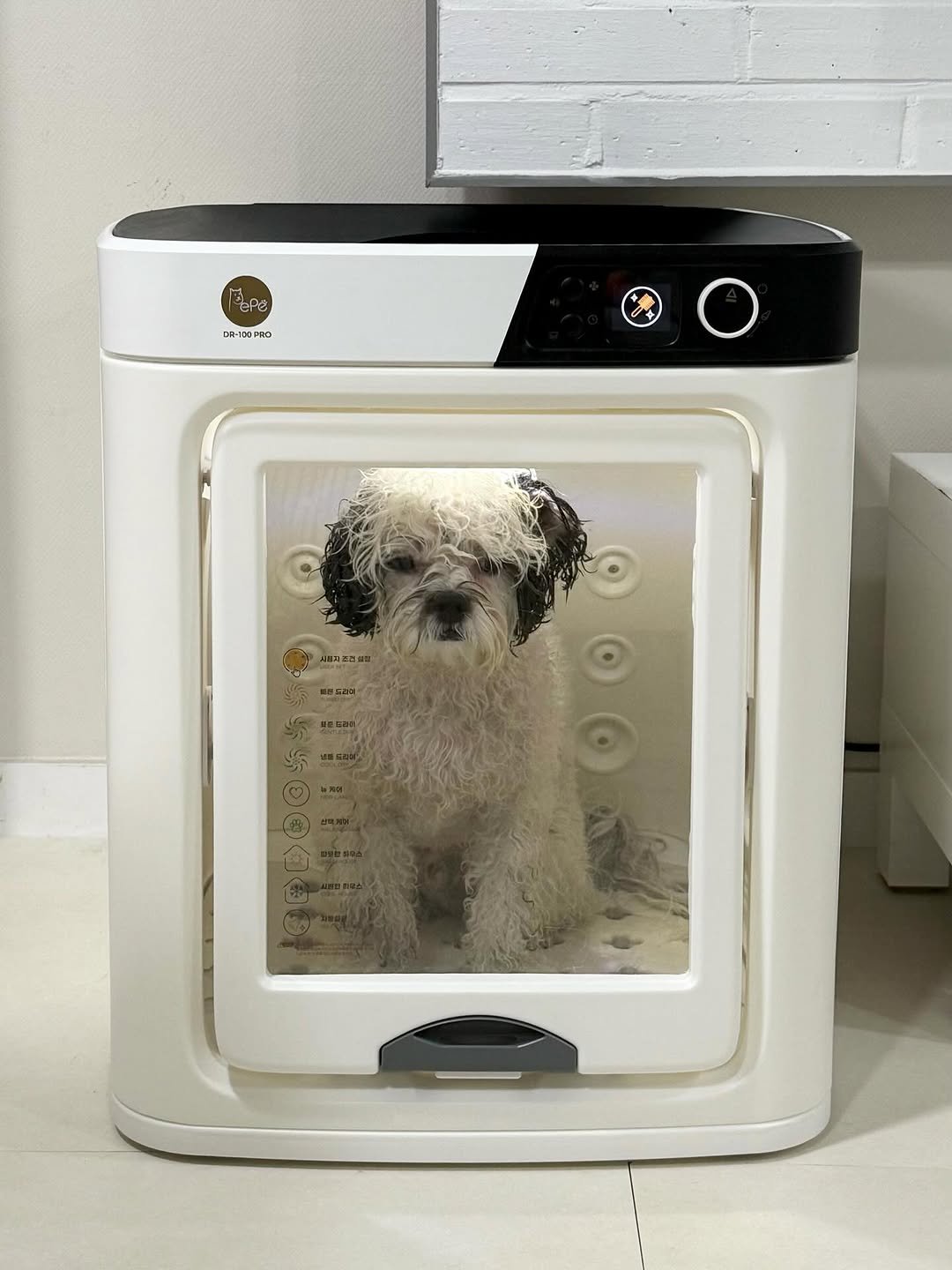 Photo shared by 포차코 on August 12, 2025 tagging @worldwidepepe. May be an image of dog, stove, dishwasher, microwave, refrigerator and text.