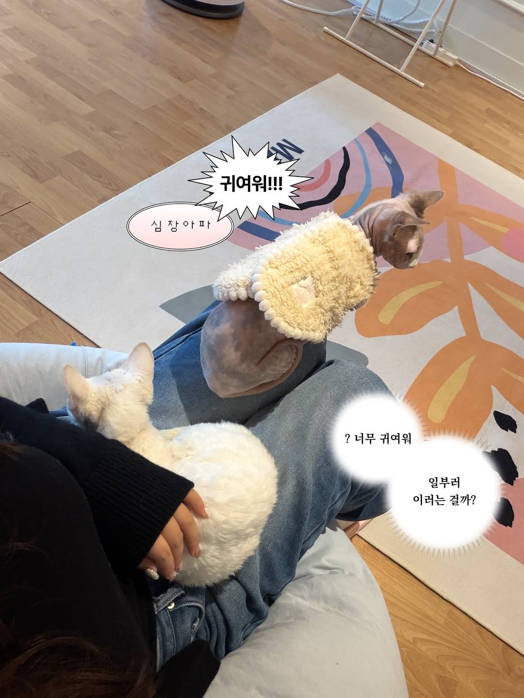 Photo by 포칫 대표 • CHOI SOWON on February 18, 2026. May be an image of Abyssinian cat, Bedlington terrier, blanket, beanbag chair and text that says 'AEN 귀여워!!! 심장아파 ?너무 ?너무귀여워 ? 귀여워 일부러 일부러 이 이러는 이러는걸까? 러는 걸까?'.