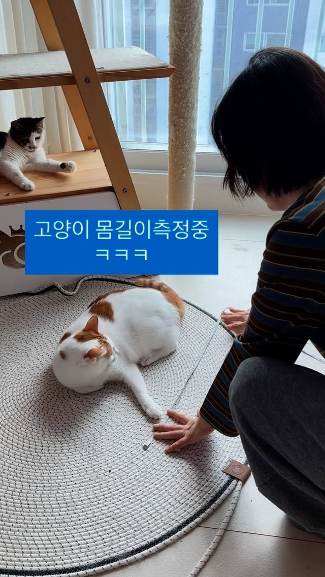 pooky_mam 게시물 이미지: @catlinkorea 자동화장실 공구중
캣링크이모님 들이시고 추석연휴 편히 보내고오세요😍