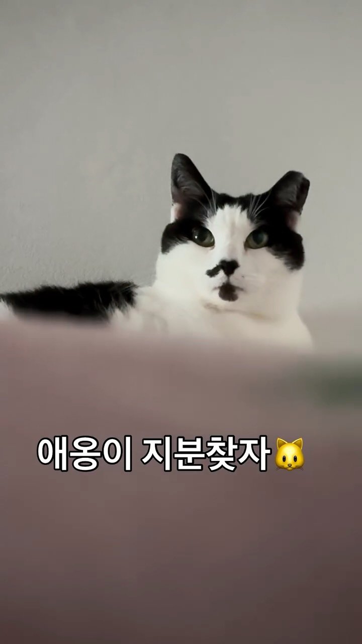 pooky_mam 게시물 이미지: #사랑해 #애옹이