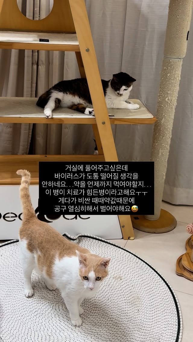 pooky_mam 게시물 이미지: #탐험하는때때 #사지말고입양하세요 
#고영희 #cat #냥스타그램 #캣스타그램...