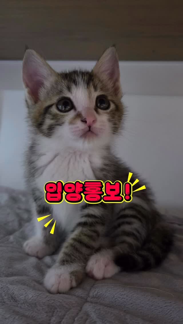 pooky_mam 게시물 이미지: #사지말고입양하세요 #고등어냥

☘️엄지공주 입양문의는 dm주세요☘️

너무순하고...