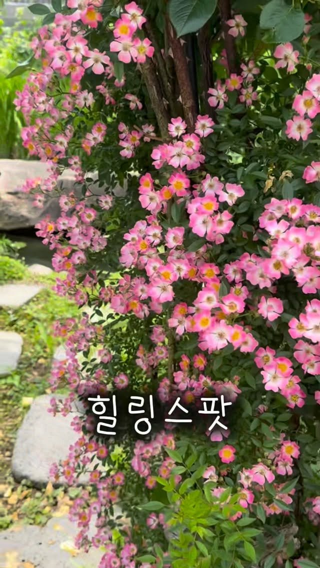 pooky_mam 게시물 이미지: #꽃과나비 #끔동이 #치즈냥
#마당냥