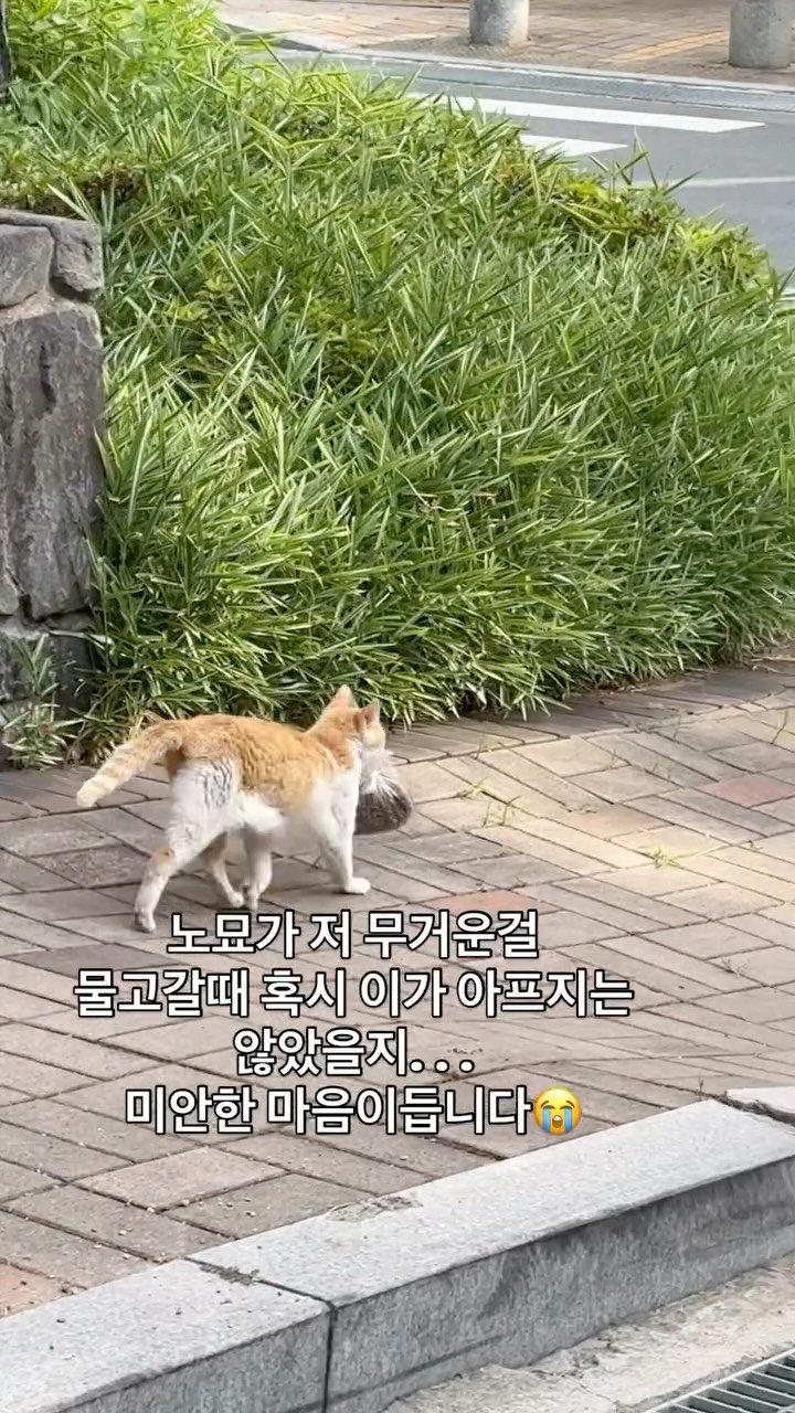 pooky_mam 게시물 이미지: #보고싶은미카 #늘뒤늦은후회 #오늘도나는실수투성이었다 
#사지말고입양하세요 #미카...