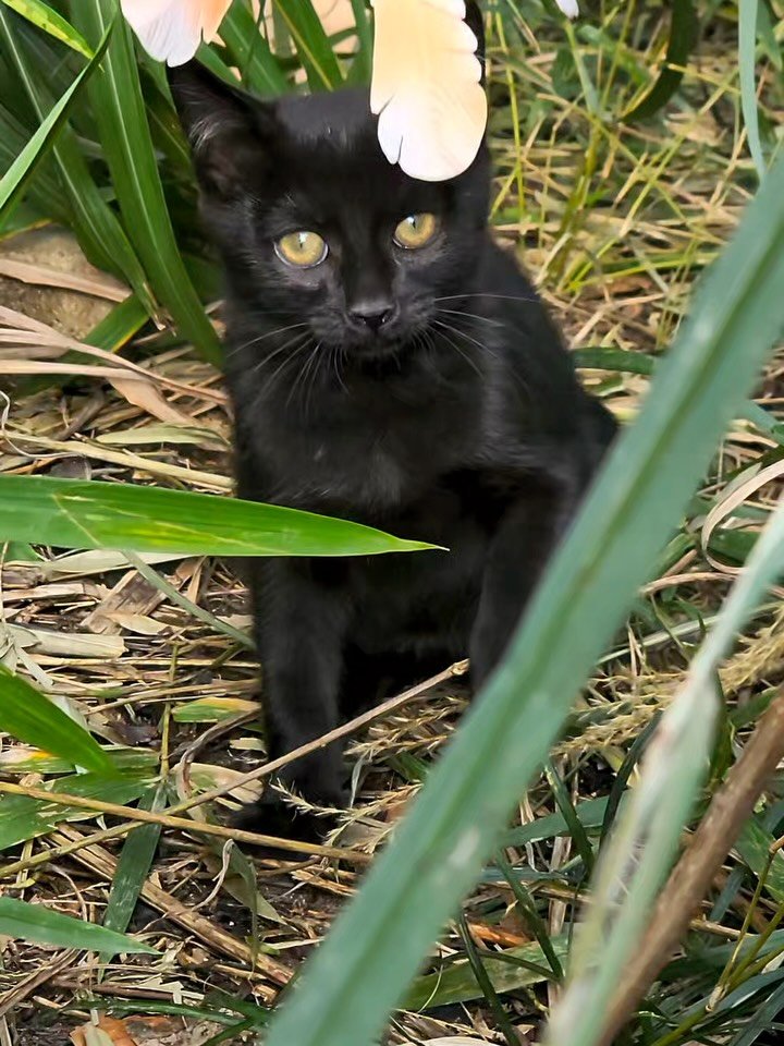 pooky_mam 게시물 이미지: #올블랙고양이 

여러분 많이많이 이글을 퍼가주세요🙏🏻
지금 임보처에서 지내고있는...