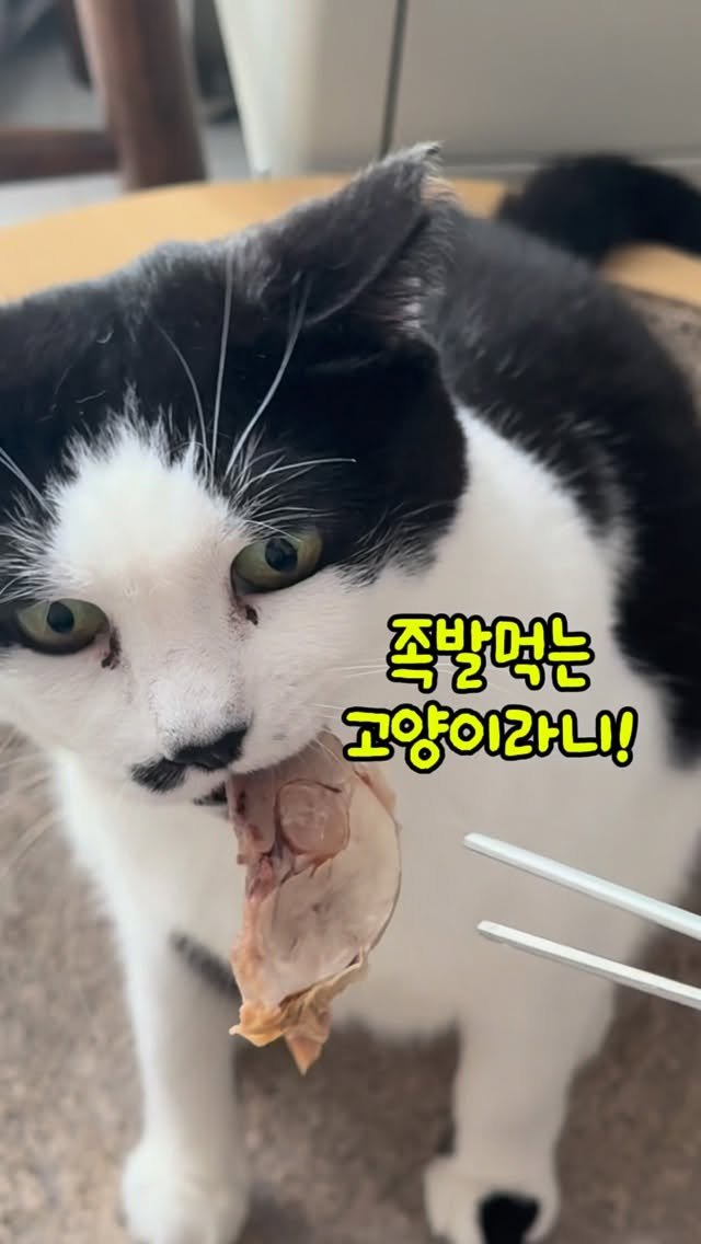 pooky_mam 게시물 이미지: #족발먹는고양이 #애옹이