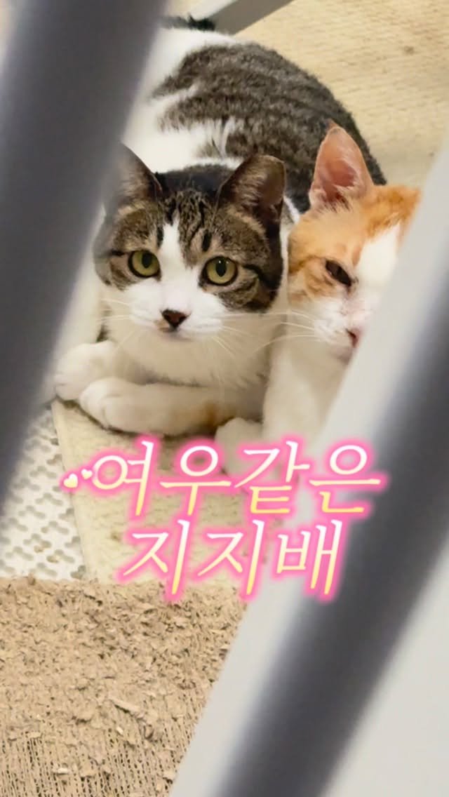 pooky_mam 게시물 이미지: #사랑은움직이는거야

절대커플 복이❤️설이 의 결별😭
고순이 지지배 복이오빠옆에...