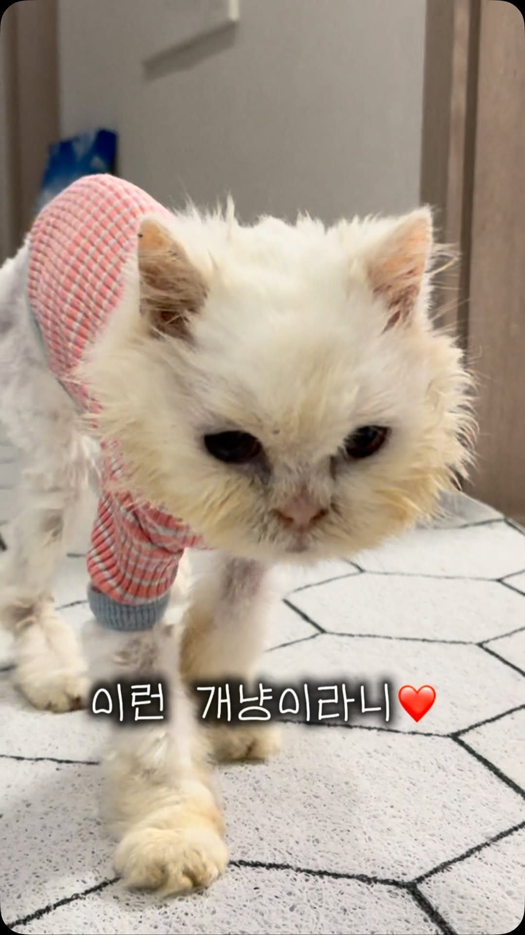 pooky_mam 게시물 이미지: #신나 
#신나게놀고 #행복하자

임보자님 댁 냥이들이 다 착해서
신나한테 하악질도...
