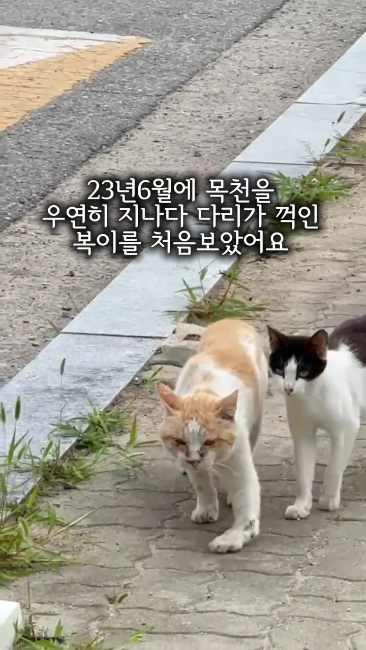 pooky_mam 게시물 이미지: #묘생역전 #복이이야기

너희들끼리만 행복해도 난 괜찮아😂