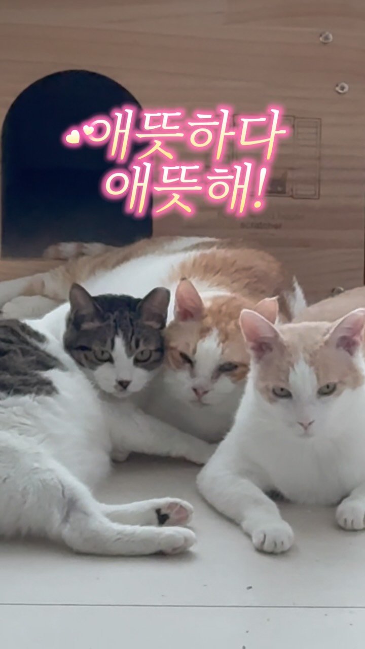 pooky_mam 게시물 이미지: #시니어반상회 #냥스타그램 

설이 왕따시키지마 😢
복이 너 젊은여자로 갈아탄거냐?😡