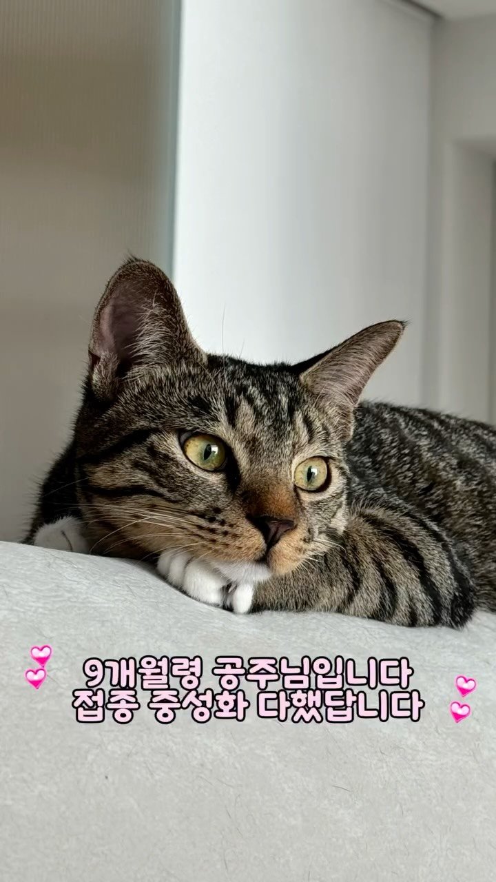 pooky_mam 게시물 이미지: #코코샤넬제니 #코샤제
#입양홍보