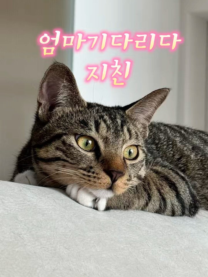 pooky_mam 게시물 이미지: #입양홍보

갈수록 더 이뻐지는 코샤제
애교도 같이 늘고있어요!

10개월...