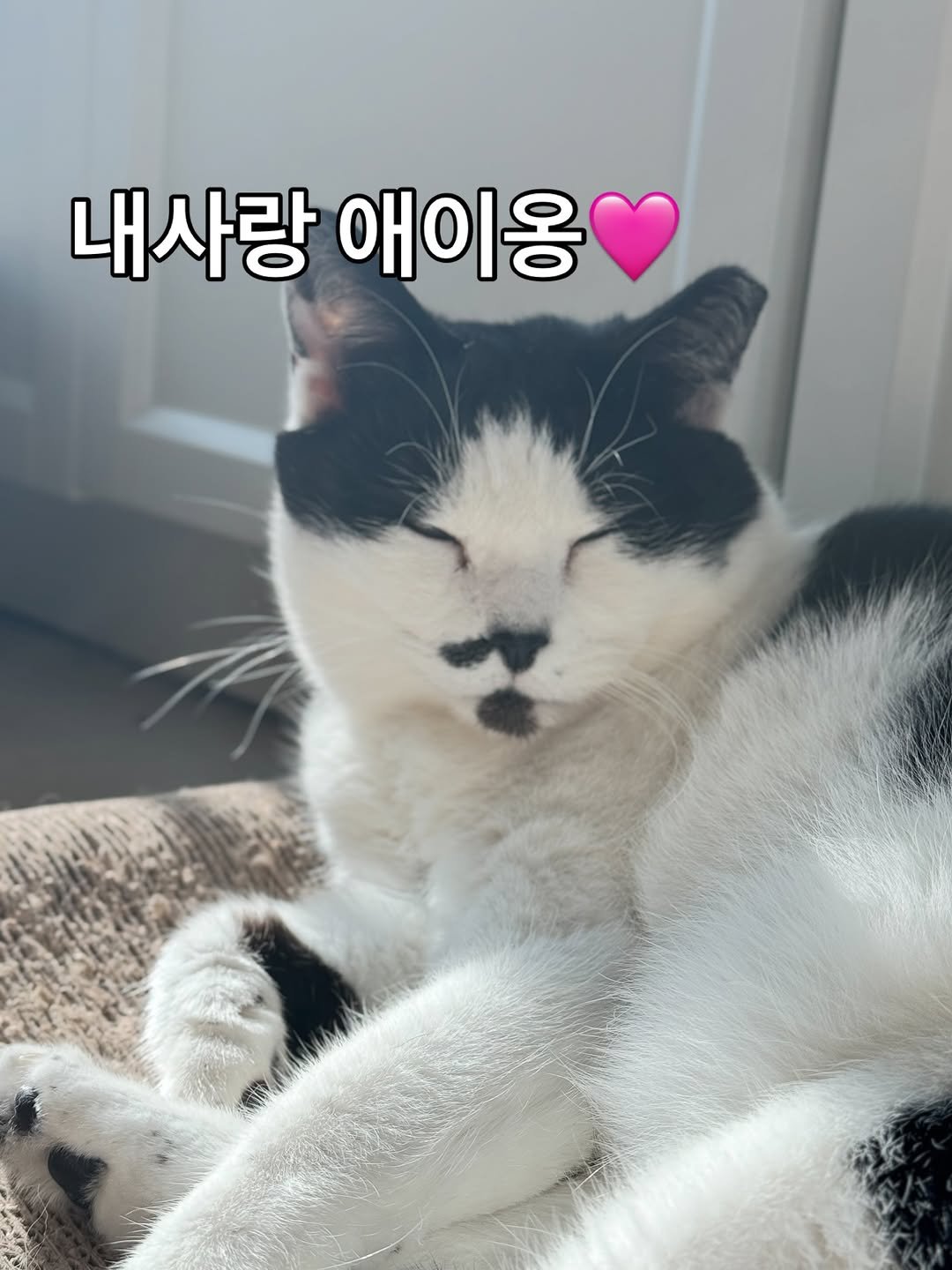 Photo by 김은정 on November 11, 2025. May be an image of cat, pie and text that says '내사랑 애이용'.