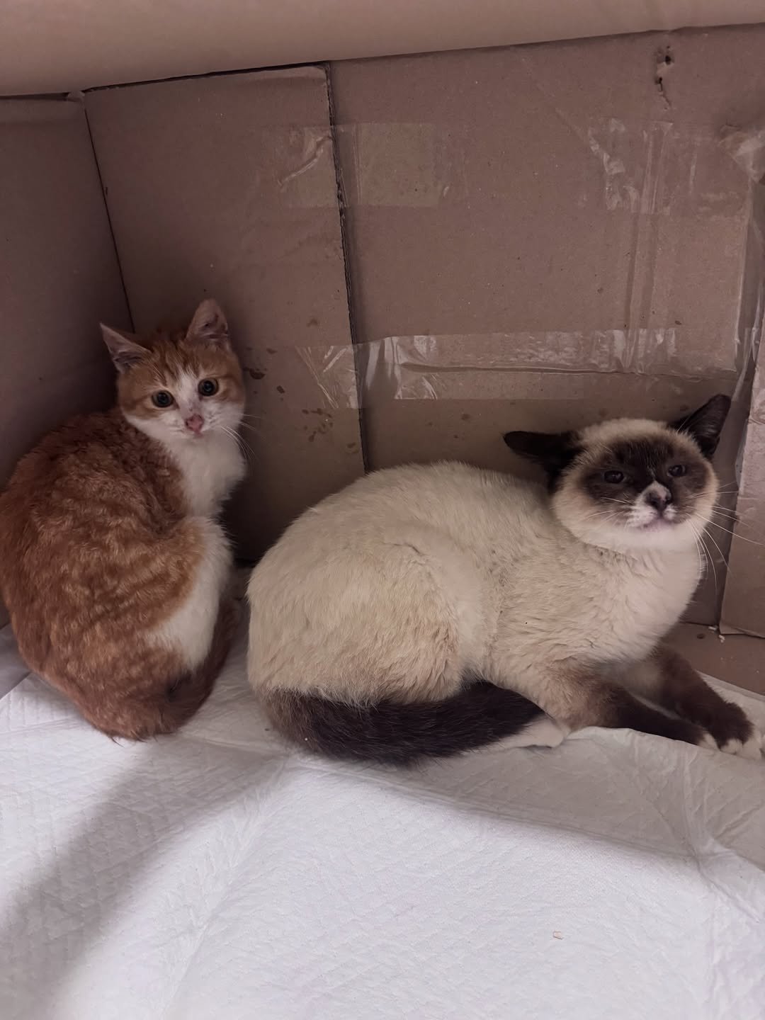 Photo by 김은정 on April 22, 2026. May be an image of ragdoll cat, tortoiseshell cat, kitten and text.