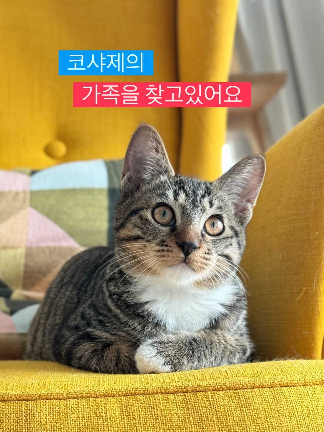 Photo by 김은정 on November 11, 2025. May be an image of Abyssinian cat, kitten, pie and text that says '코샤제의 가족을 찾고있어요'.