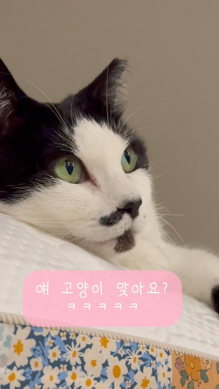pooky_mam 게시물 이미지: #김부장시청중 #티비보는고양이 #애옹이

얘는 잠도안자네 ㅋ