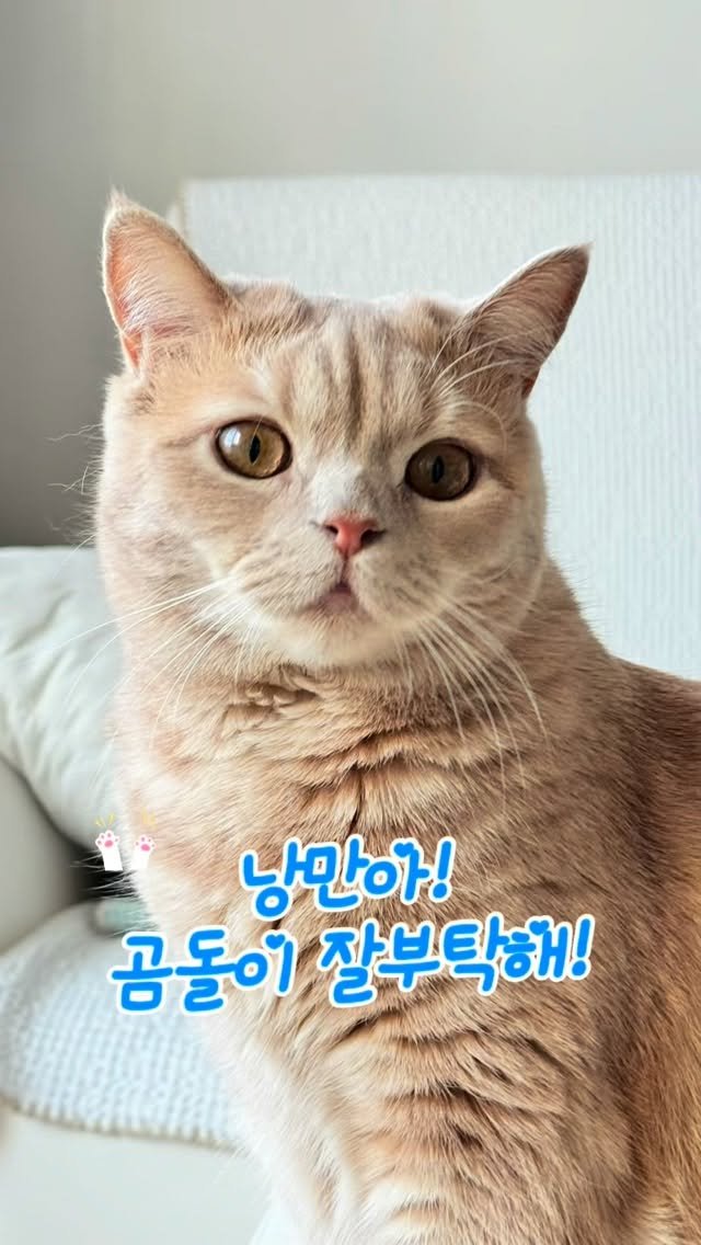 pooky_mam 게시물 이미지: #곰돌이 #입양완료 

입양해주신 천사부부님❤️
모든일에 행운이...