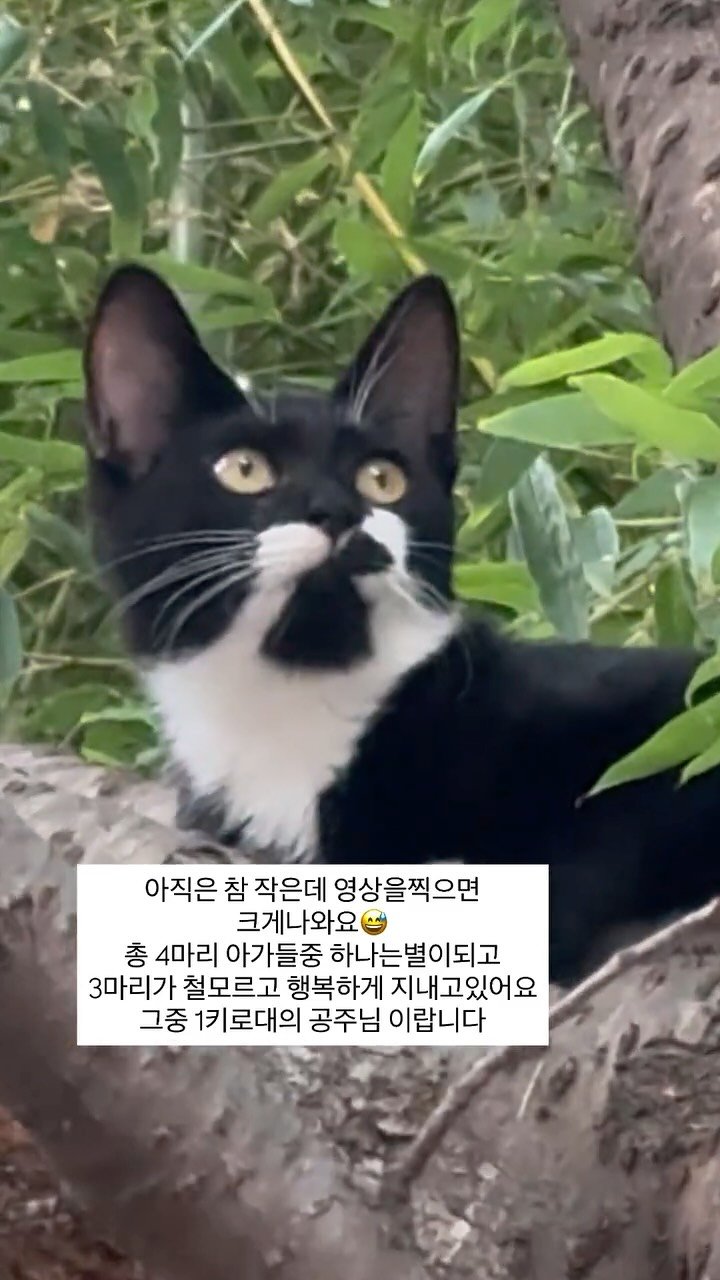 pooky_mam 게시물 이미지: #입양홍보 #사지말고입양하세요

입양원하시는분은 dm주세요❤️