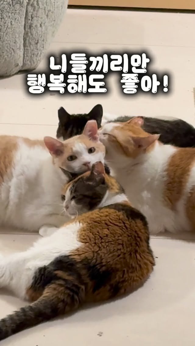 pooky_mam 게시물 이미지: #전발치고양이 #시니어 #고양이

사랑한다❤️