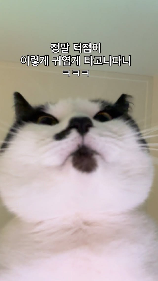 pooky_mam 게시물 이미지: #귀여워 #내사랑 #애이옹 #애옹이