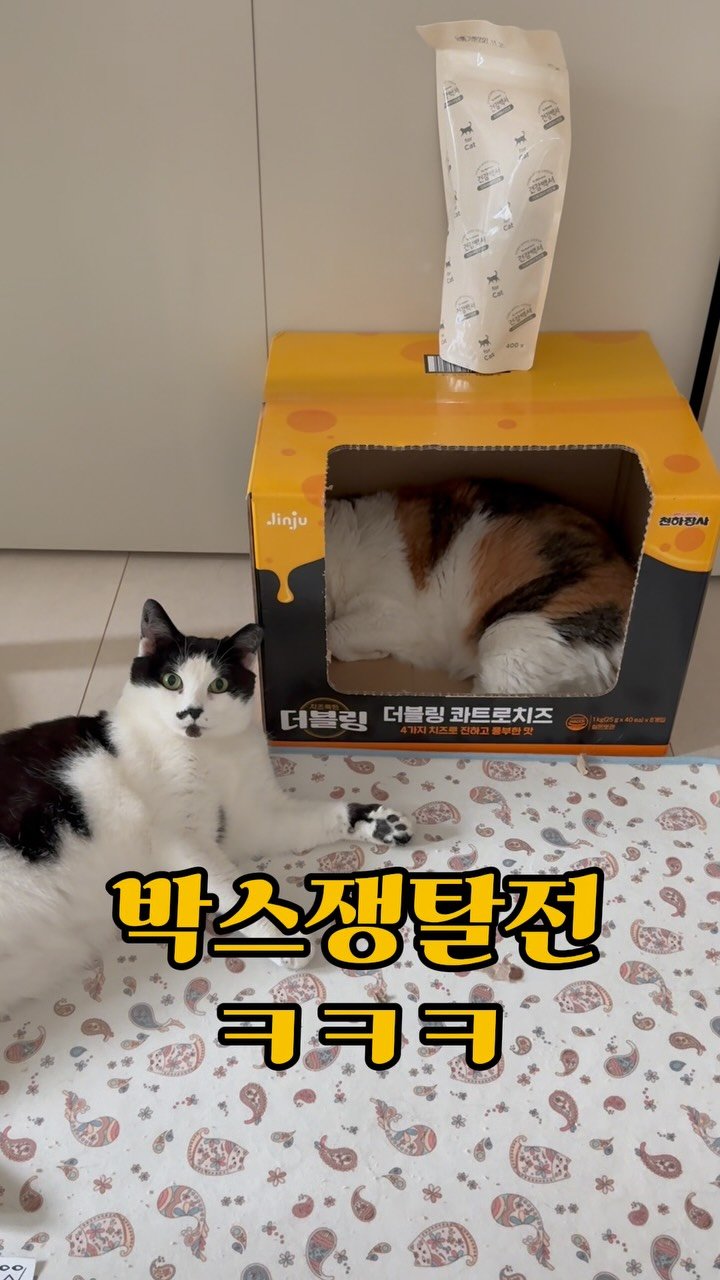 pooky_mam 게시물 이미지: #코코다녀오마
😂😂😂
#꾹꾹이
#애옹이