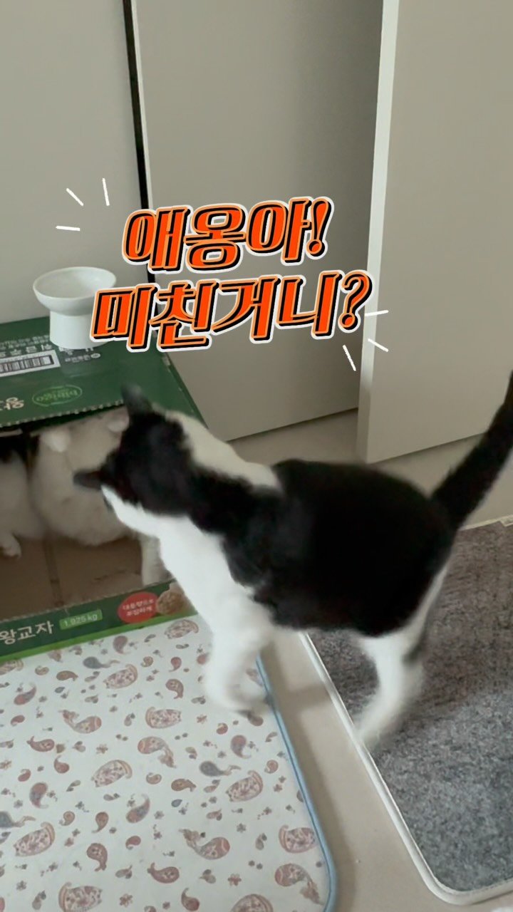 pooky_mam 게시물 이미지: 정신차려 애옹아!

쫒겨나고싶냐? 어?

늙고 아픈 꾹꾹이언니한테 감히😡

#꾹꾹이 #애옹이