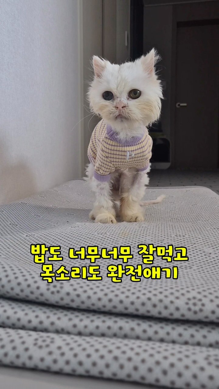 pooky_mam 게시물 이미지: @0ne_one79 

임보엄마의 보살핌으로 
열심히 회복중인...