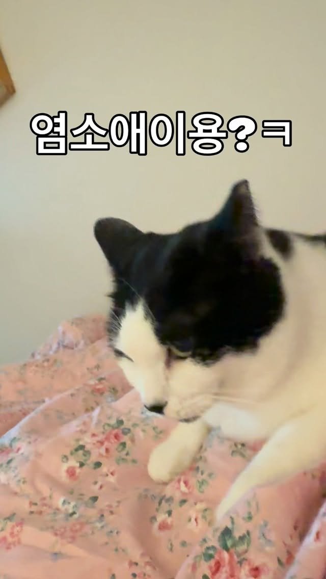 pooky_mam 게시물 이미지: #수다냥 #애이옹
#애옹이 #애옹스타그램