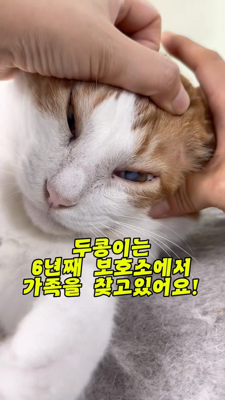 pooky_mam 게시물 이미지: @formeow.asan 
@asan_onbom 

아산시보호소에 두콩이의 가족을...