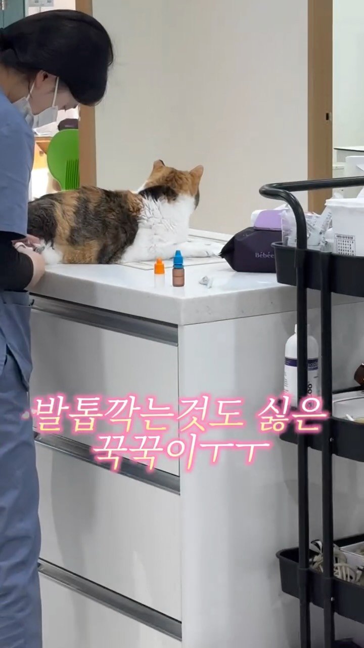 pooky_mam 게시물 이미지: #첫고양이 #꾹꾹이 #❤️

엄마가 더 잘할게
강급도 수액도 관장도 
더 열심히...