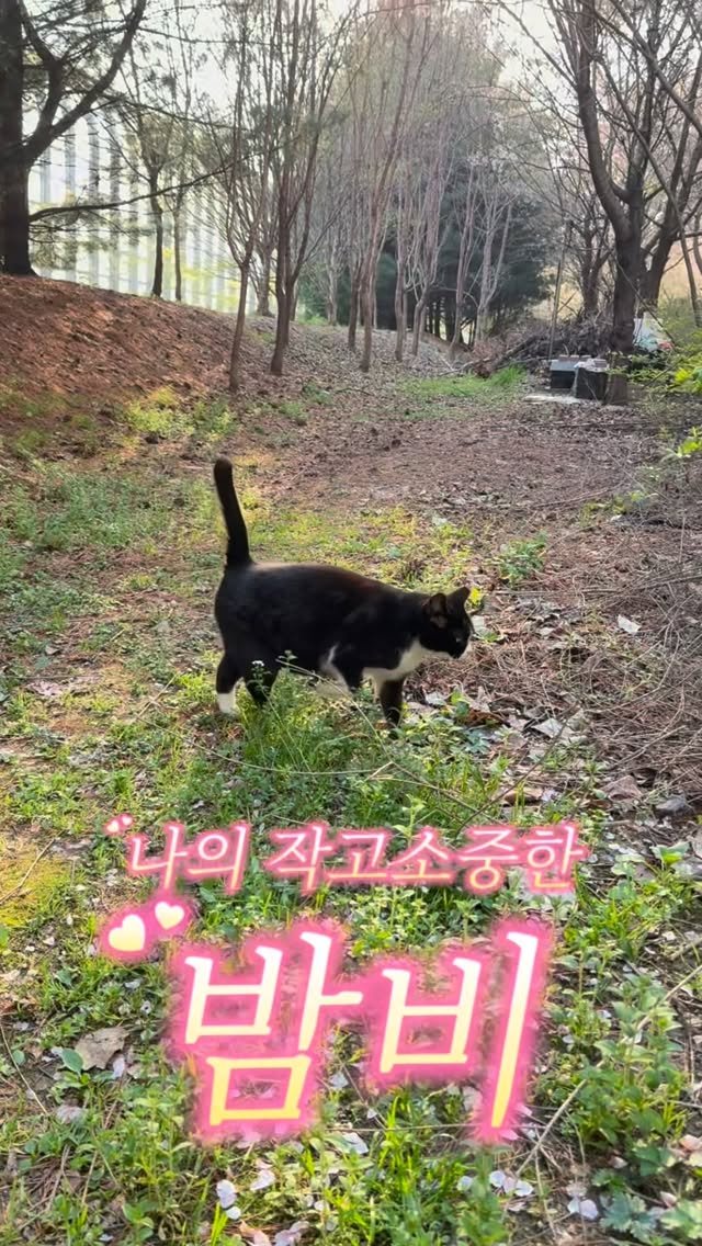 pooky_mam 게시물 이미지: #작소밤

밤비는 이제 길고양이가 아니에요☘️
누군가의 소중한 가족이...