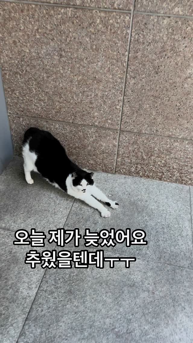 pooky_mam 게시물 이미지: #사지말고입양하세요 #캣스타그램 #냥스타그램 #고영희 #애옹스타그램 #애옹이스타그램...