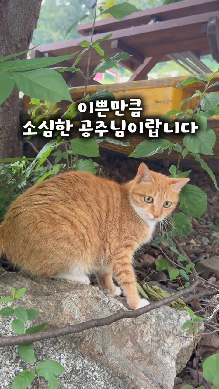 pooky_mam 게시물 이미지: #이치이야기 #동네고양이 #치즈냥