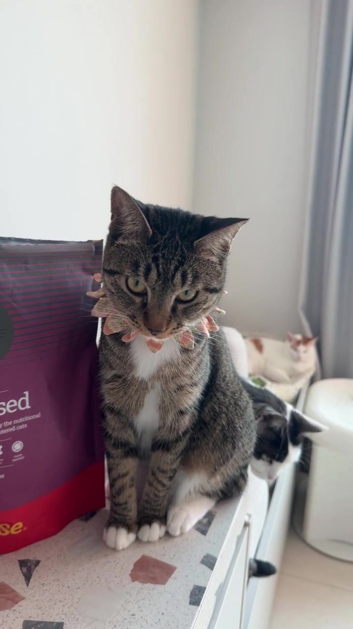 pooky_mam 게시물 이미지: @hussekorea 

후새사료 선택에
도움되시길❤️

오늘 자정 마감!