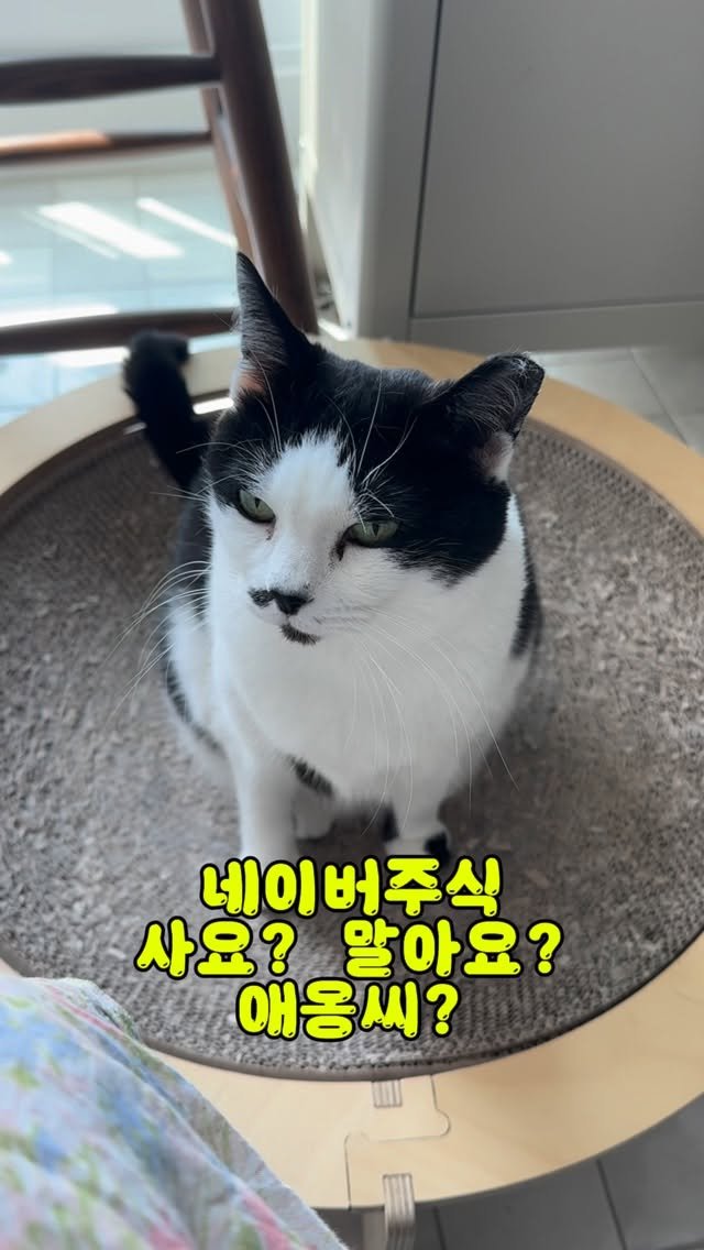 pooky_mam 게시물 이미지: #애옹신 등장 ㅋㅋㅋ
코스피 진짜
환율이 이러니 원참. . .

#주식애옹